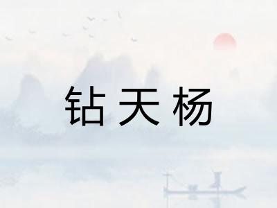 钻天杨